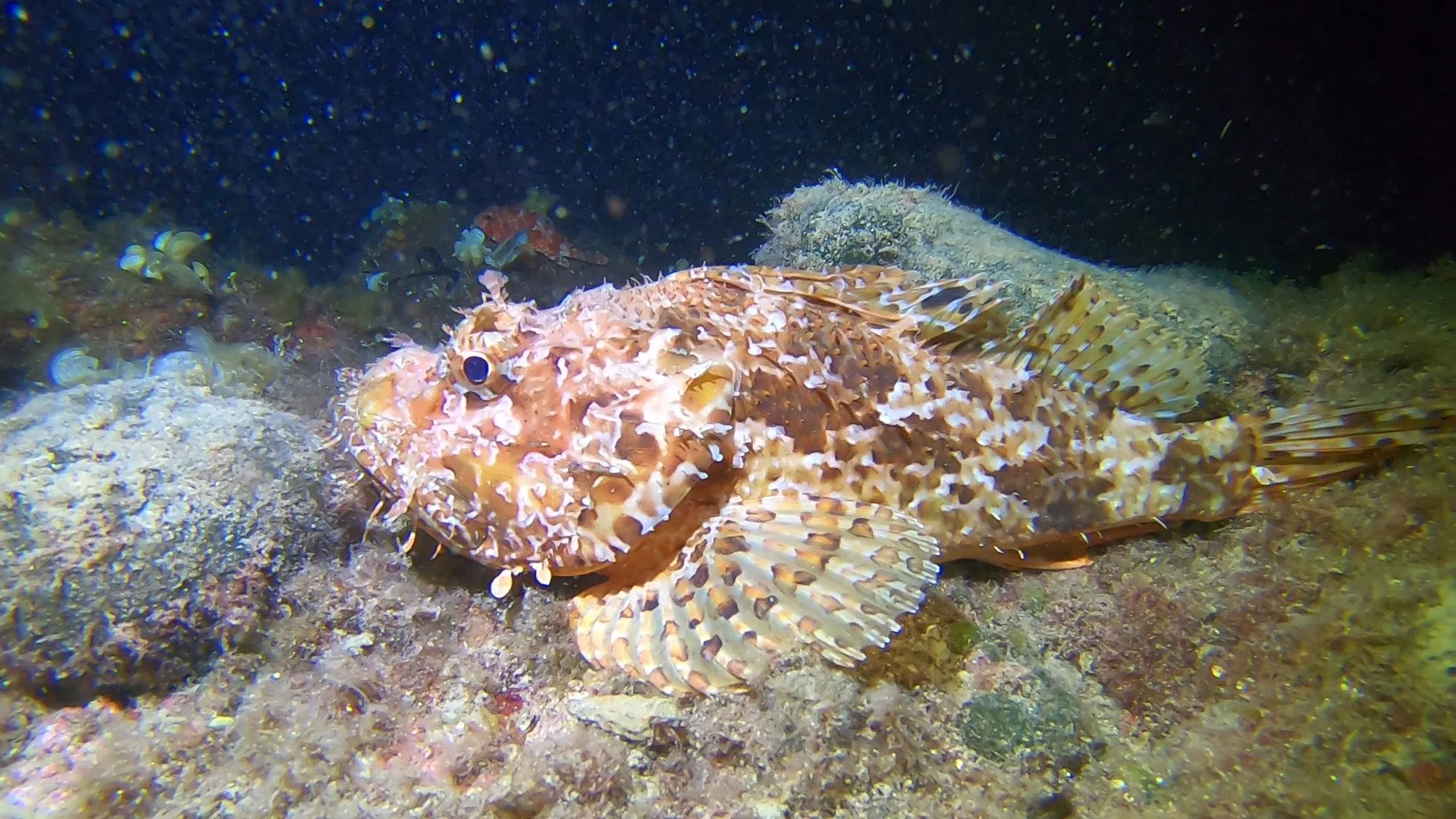 About Us — Diving Center Venus